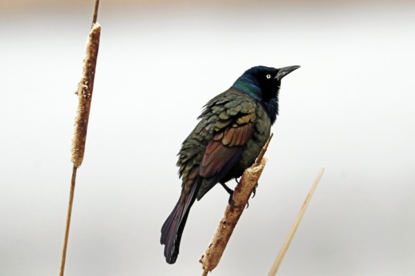 Grackle Beauty by Deb Oppermann